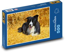 Border Collie on Straw Puzzle of 500 pieces - 46 x 30 cm 