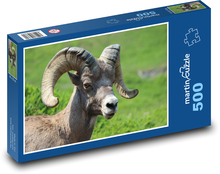 Bighorn sheep Puzzle of 500 pieces - 46 x 30 cm 