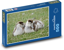 Husi spiace v tráve Puzzle 500 dielikov - 46 x 30 cm 