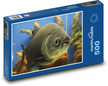 Piranha in the aquarium Puzzle of 500 pieces - 46 x 30 cm