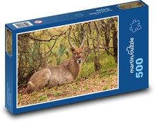 Safari - Antilope Puzzle 500 Teile - 46 x 30 cm