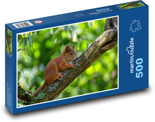 Wiewiórka - młode, ssak Puzzle 500 elementów - 46x30 cm