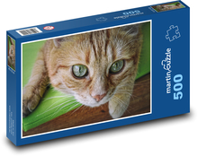 Kot tygrysi - kotek, zwierzak Puzzle 500 elementów - 46x30 cm