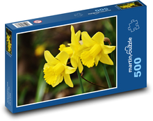 Narcisy - jaro, květ Puzzle 500 dílků - 46 x 30 cm