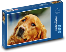Irischer Setter - Hund, Haustier Puzzle 500 Teile - 46 x 30 cm