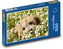 Havanský pes - sedmokrásky, lúka Puzzle 500 dielikov - 46 x 30 cm 