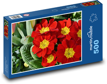 Primule - prvosienka, jarný kvet Puzzle 500 dielikov - 46 x 30 cm 