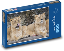 Lev - levice, dravec Puzzle 500 dielikov - 46 x 30 cm 