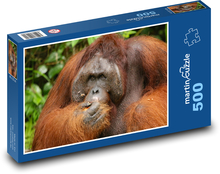 Orangutan - opice, zvíře Puzzle 500 dílků - 46 x 30 cm