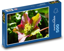 Christrose - Blume, Blüte Puzzle 500 Teile - 46 x 30 cm