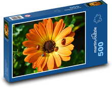 Gerbera - slunéčko sedmitečné, kvet Puzzle 500 dielikov - 46 x 30 cm 