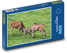 Walczące kozy - zwierzęta domowe, farma Puzzle 500 elementów - 46x30 cm