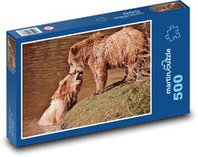 Niedźwiedź brunatny - dzikie Puzzle 500 elementów - 46x30 cm