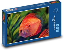 Dyskowce - akwarystyka, ryby ozdobne Puzzle 500 elementów - 46x30 cm