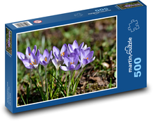 Fialový krokus - jarná rastlina, kvety Puzzle 500 dielikov - 46 x 30 cm 