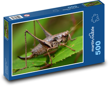 Saranče - hmyz, příroda Puzzle 500 dílků - 46 x 30 cm