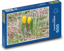 Žluté krokusy - rostliny, květiny Puzzle 500 dílků - 46 x 30 cm