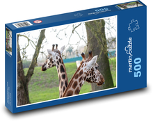 Žirafy - dlouhý krk, rohy Puzzle 500 dílků - 46 x 30 cm