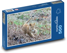 Lion - young lion, predator Puzzle of 500 pieces - 46 x 30 cm