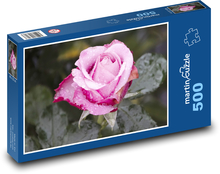 Růžová růže - květ, zahrada Puzzle 500 dílků - 46 x 30 cm