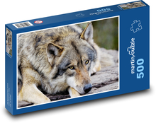 Šedý vlk - zvíře, savec Puzzle 500 dílků - 46 x 30 cm