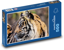 Tygrys - dziki kot, zwierzę Puzzle 500 elementów - 46x30 cm