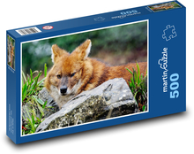 Indický divoký pes - dhoul, zviera Puzzle 500 dielikov - 46 x 30 cm 
