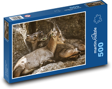 Mláďata kozorožce - zvířata, zoo Puzzle 500 dílků - 46 x 30 cm