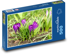 Purple crocuses - spring flowers, plants Puzzle of 500 pieces - 46 x 30 cm 