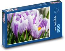 Krokusy - květiny, zahrada Puzzle 500 dílků - 46 x 30 cm