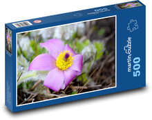 Koniklec - fialový kvet, kvet Puzzle 500 dielikov - 46 x 30 cm 