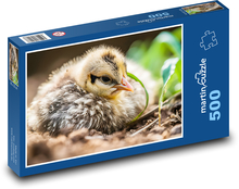 Ptak - kurczak, młode Puzzle 500 elementów - 46x30 cm