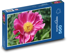 Růžová pivoňka - růžová květina, rostlina Puzzle 500 dílků - 46 x 30 cm