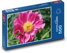 Růžová pivoňka - růžová květina, rostlina Puzzle 500 dílků - 46 x 30 cm