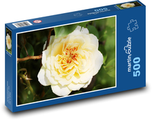 Žlutá růže - květina, rostlina Puzzle 500 dílků - 46 x 30 cm