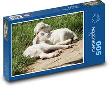 Kůzlata - koza, zvířata Puzzle 500 dílků - 46 x 30 cm