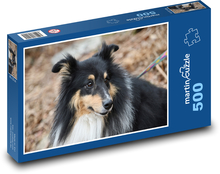 Dreifarbiger Shetlandschäferhund - Hund, europäische Rasse Puzzle 500 Teile - 46 x 30 cm