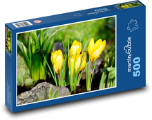 Krokusy - jarní květiny, žluté květy Puzzle 500 dílků - 46 x 30 cm