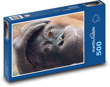 Orangutan - primát, zvíře Puzzle 500 dílků - 46 x 30 cm
