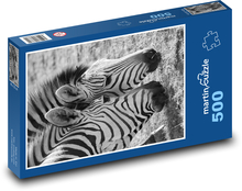 Zebry - zwierzęta, ssaki Puzzle 500 elementów - 46x30 cm