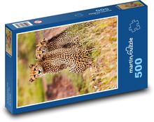 Gepardi - zvířata, safari Puzzle 500 - 46x30 cm
