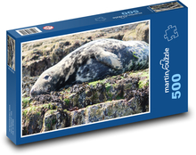 Cone-toothed seal - rocks, animal Puzzle of 500 pieces - 46 x 30 cm 