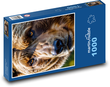 Głowa Niedźwiedzia Brąz Puzzle 1000 elementów - 60x46 cm