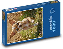 Čivava bežiaca na tráve Puzzle 1000 dielikov - 60 x 46 cm 