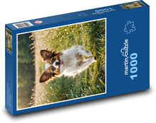 Papillon - kleines Haustier Puzzle 1000 Teile - 60 x 46 cm