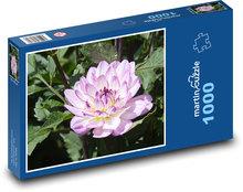 Fialová jiřina - podzimní květina, zahrada Puzzle 1000 dílků - 60 x 46 cm