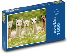 Alpaky v trávě Puzzle 1000 - 60x46 cm