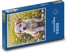 Pies - Szczeniak Puzzle 1000 elementów - 60x46 cm