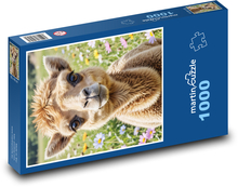 Ťava Puzzle 1000 dielikov - 60 x 46 cm 