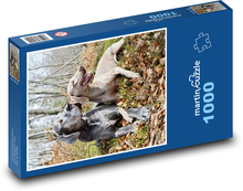 Psi Puzzle 1000 - 60x46 cm